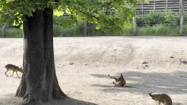 Капибары Гуляют Деревьями Загоне Зоопарка Высококачественные Кадры — стоковое видео