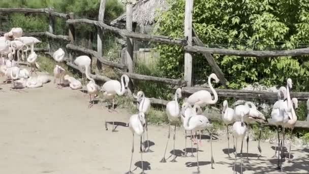 Flock Flamingos Walks Fence Wooden Building High Quality Footage — Stockvideo