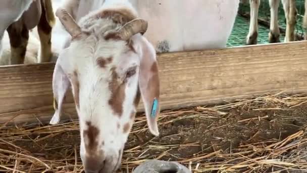 White Spotted Goat Eats Dry Hay Wooden Feeder High Quality — 图库视频影像
