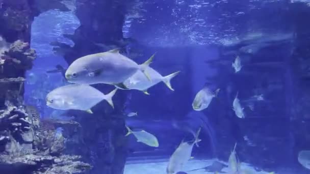 Giant Trevally Fishes Swim Coral Reef Aquarium High Quality Footage — Video