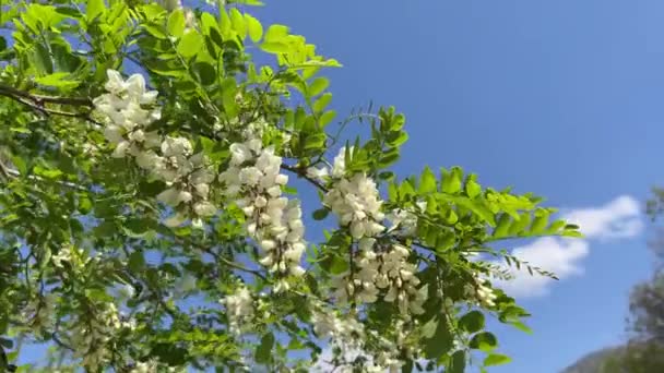 White Acacia Flowers Green Branch Sky High Quality Fullhd Footage — Stockvideo