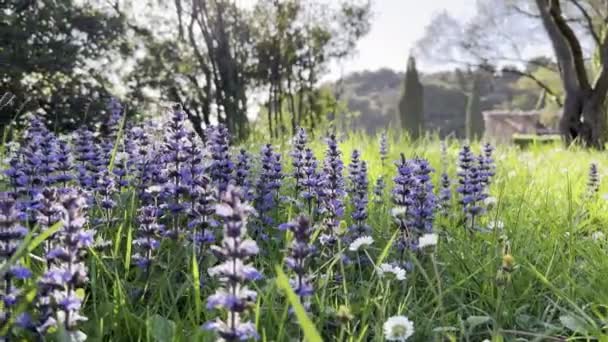 Blue Sage Flowers Grow Green Meadow Tall Dense Grass High — 图库视频影像