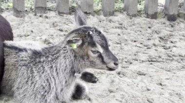 Keçi yalanı söyleyip çitin yanında çiğne. Yakın plan. Yüksek kalite 4k görüntü