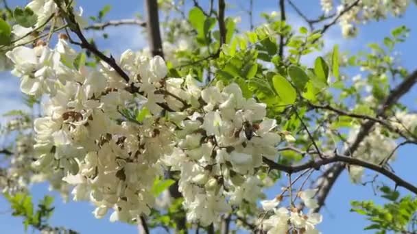 Bee Collects Nectar White Acacia Flowers Blue Sky High Quality — Stockvideo