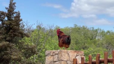 Horoz ahşap bir çitin taş sütununda oturur. Yüksek kaliteli FullHD görüntüler