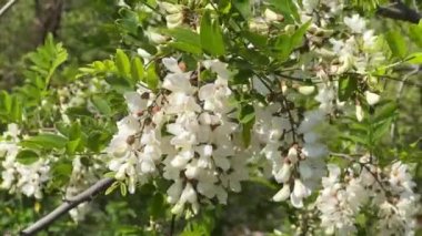 Rüzgarda süzülen beyaz akasya dalları. Yüksek kaliteli FullHD görüntüler