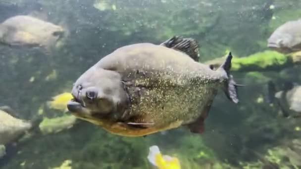 Red Bellied Piranha Swims Aquarium High Quality Footage — Vídeos de Stock
