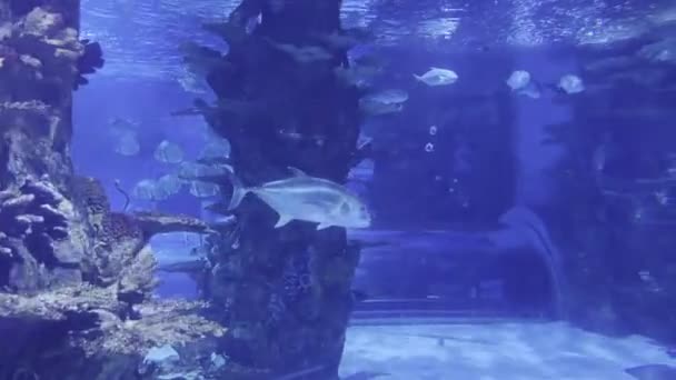 Flocks Fish Swim Coral Reef Aquarium High Quality Footage — Αρχείο Βίντεο