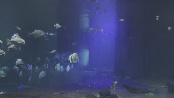 Flock Fish Swims Large Aquarium Glass High Quality Footage — Αρχείο Βίντεο