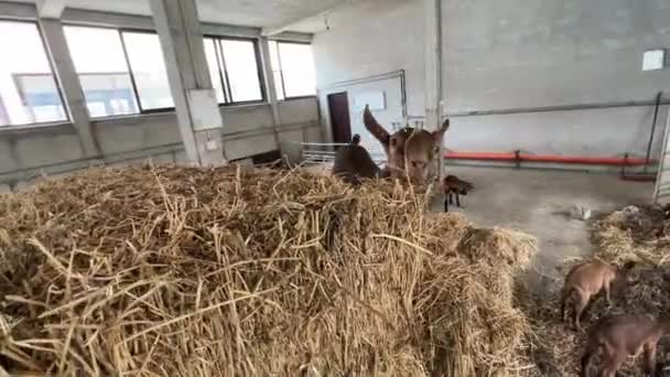 Une Petite Chèvre Mange Foin Debout Sur Une Balle Haut — Video