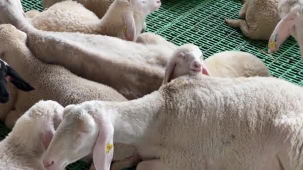 Geschoren Schapen Liggen Kauwen Een Stal Een Boerderij Hoge Kwaliteit — Stockvideo