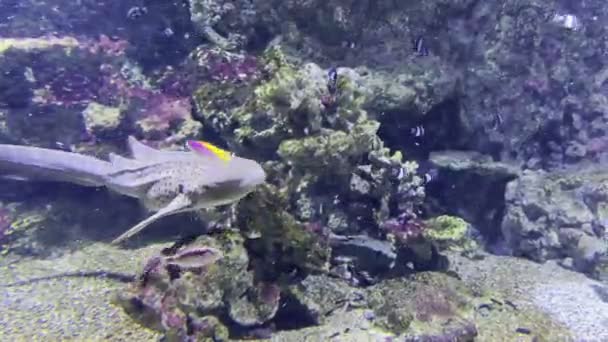 Luipaardhaai Zwemt Bij Een Koraalrif Een Aquarium Hoge Kwaliteit Beeldmateriaal — Stockvideo