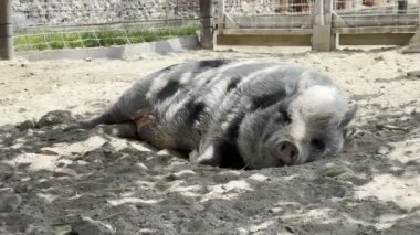 Black and white hairy pig sleeps on the ground in a paddock. High quality 4k footage