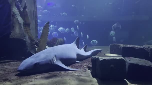 Grote Haai Ligt Bodem Van Het Aquarium Hoge Kwaliteit Beeldmateriaal — Stockvideo