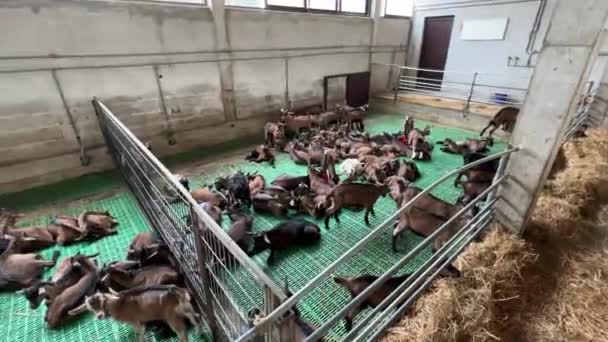 Wide Stalls Goats Goatlings Farm High Quality Fullhd Footage — Vídeos de Stock