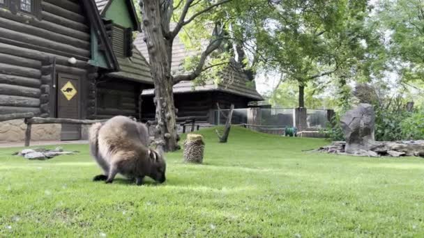 Kangaroo Grazes Green Lawn Wooden House High Quality Footage — Vídeos de Stock