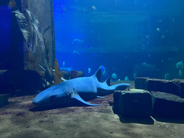 Big Shark Sleeps Bottom Aquarium Stones High Quality Photo — Stok Foto