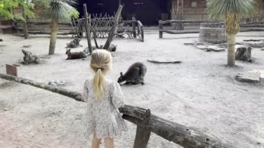 Küçük kız çitin yanında duruyor ve kanguruya bakıyor. Yüksek kalite 4k görüntü