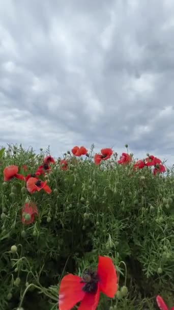 Red poppies sway in the wind in the field. High quality FullHD footage