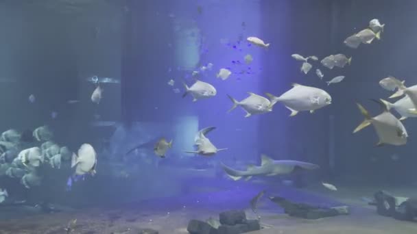 Benekli Köpekbalığı Büyük Bir Akvaryumda Küçük Bir Balık Sürüsü Arasında — Stok video