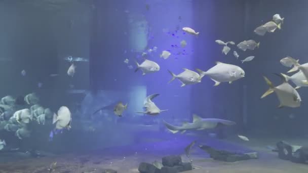 Spotted Shark Swims Flock Small Fish Large Aquarium High Quality — Video