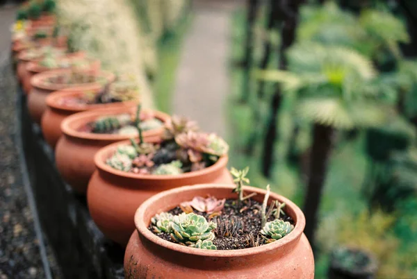 Row of succulents in orange clay flower pots. High quality photo