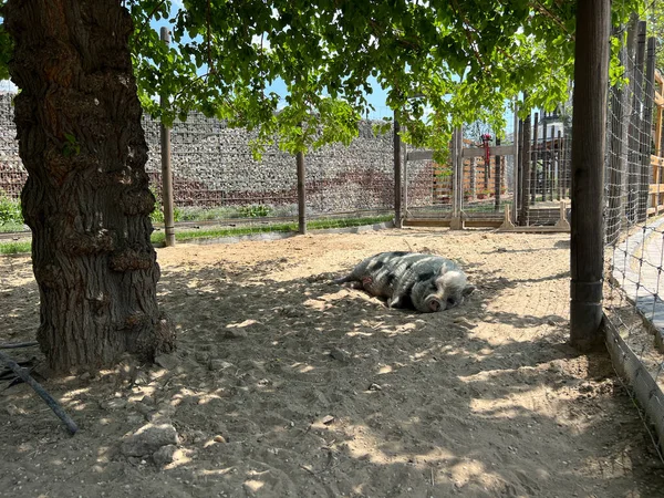 Cerdo Peludo Duerme Bajo Árbol Paddock Foto Alta Calidad — Foto de Stock