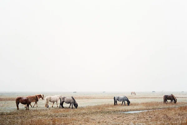 Herd Horses Grazes Meadow Withered Grass High Quality Photo — 图库照片