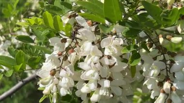 Arı beyaz akasya çiçeklerinden nektar toplar. Yüksek kaliteli FullHD görüntüler