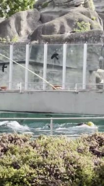 Seal swims with a ball on its nose in the pool to the caretaker. High quality 4k footage
