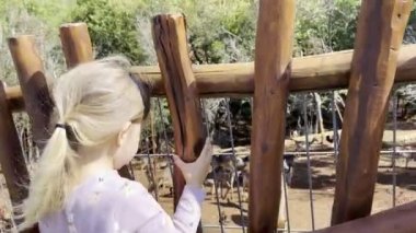 Little girl stands by a wooden fence and looks at the enclosure with roe deer and guinea fowl. High quality 4k footage
