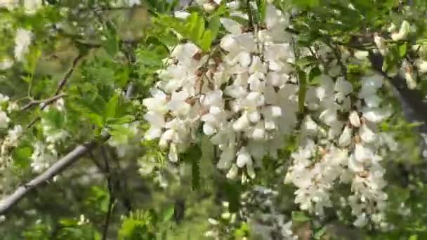 Wind Flutters White Branches Acacia High Quality Fullhd Footage — Stockvideo