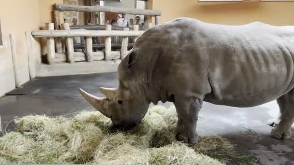 Neushoorn Kauwt Hooi Een Omheinde Dierentuin Hoge Kwaliteit Beeldmateriaal — Stockvideo