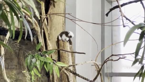 Black White Shaggy Monkeys Sit Branch Window Zoo High Quality — Video