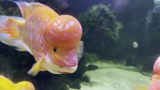 Hejno Červených Midas Cichlid Plave Akváriu Vysoce Kvalitní Záběry — Stock video