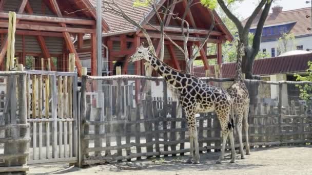 Giraffes Stand Wooden Fence Park Backdrop Buildings High Quality Footage — ストック動画