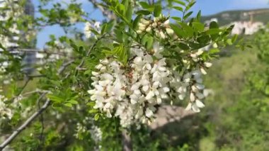 Rüzgâr akasyanın beyaz dallarını sallıyor. Yüksek kaliteli FullHD görüntüler