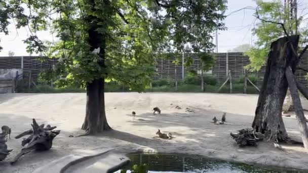 Capybaras Chodzić Cieniu Drzew Zagrodzie Zoo Wysokiej Jakości Materiał — Wideo stockowe