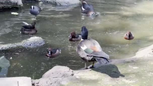 Eenden Zwemmen Het Water Reinigen Hun Veren Hoge Kwaliteit Beeldmateriaal — Stockvideo