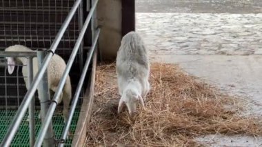 White sheep crawls on bent hooves in the hay on a farm. High quality FullHD footage