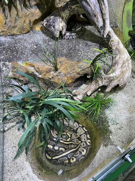 Royal Python Sleeping Curled Terrarium High Quality Photo — 图库照片
