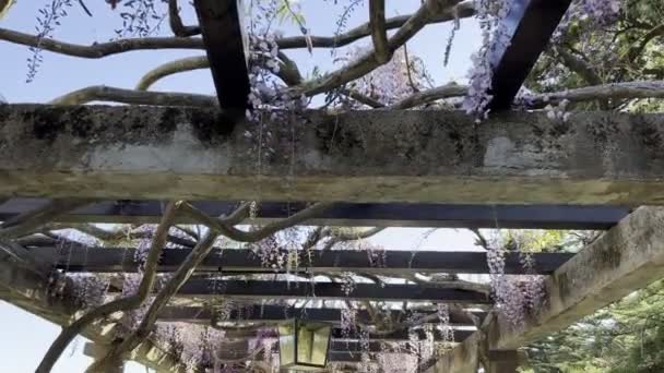 Pergola Columns Entwined Lilac Wisteria High Quality Footage — Wideo stockowe