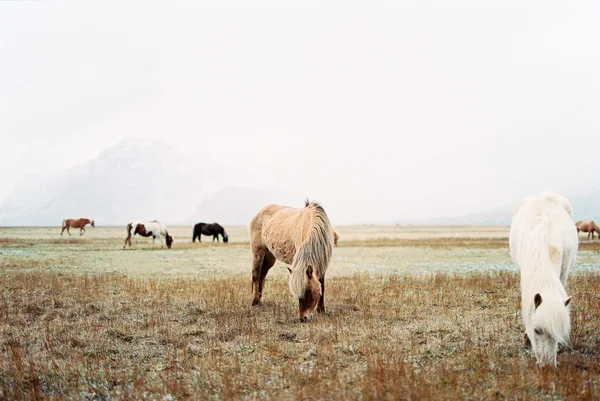 Herd Horses Grazing Lawn Backdrop Foggy Mountains Iceland High Quality — стокове фото