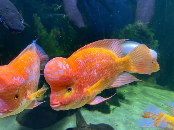 Red Midas Cichlid Swim Aquarium High Quality Photo — Stok Foto
