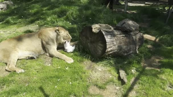 Lioness Eats Rabbit Lying Green Grass High Quality Footage — стоковое видео
