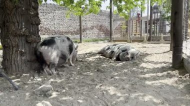 Black and white hairy pig scratching its side against a tree in a paddock. High quality 4k footage
