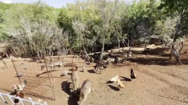 Roe geyiği, kobay kuşları ve tavuklar yeşil ağaçların arasındaki kuşhanede yürürler. Yüksek kalite 4k görüntü