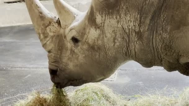 Rhino Chews Hay Zoo Enclosure Close High Quality Footage — Video Stock