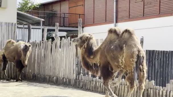 Baktrische Kamele Spazieren Auf Einer Koppel Der Nähe Des Gebäudes — Stockvideo