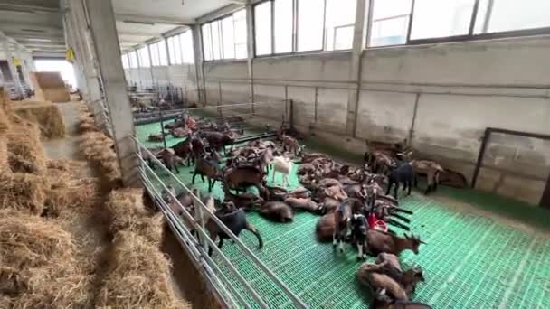 Kozy Kozly Odpočívají Výbězích Farmě Vysoce Kvalitní Fullhd Záběry — Stock video